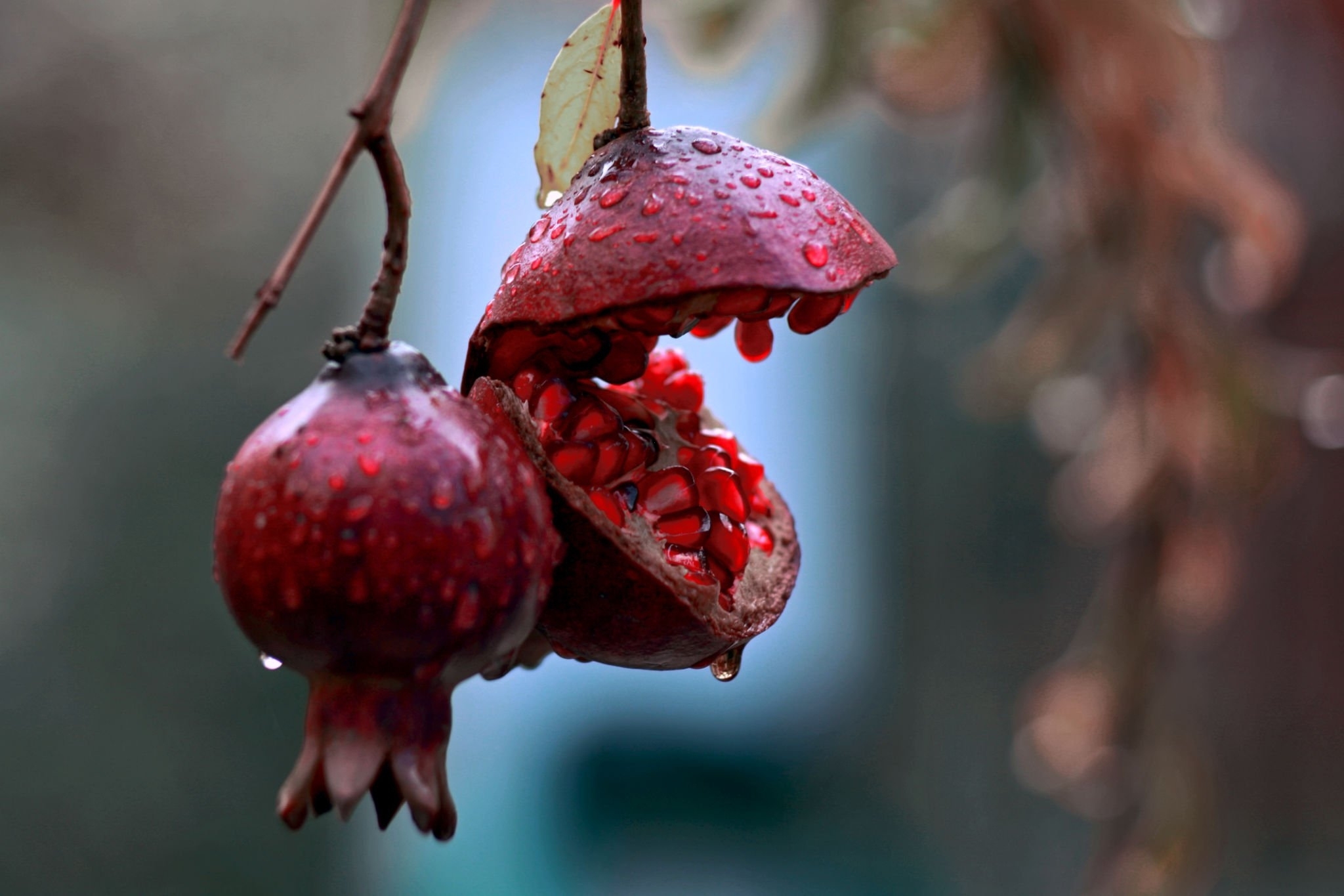 Pomegranates and cancer